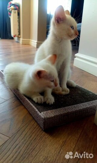 Мальчики в добрые руки