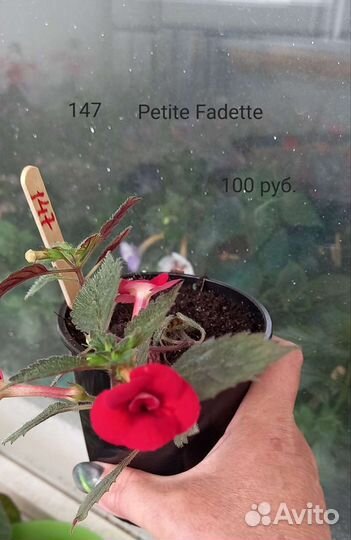 Ахименес комнатный