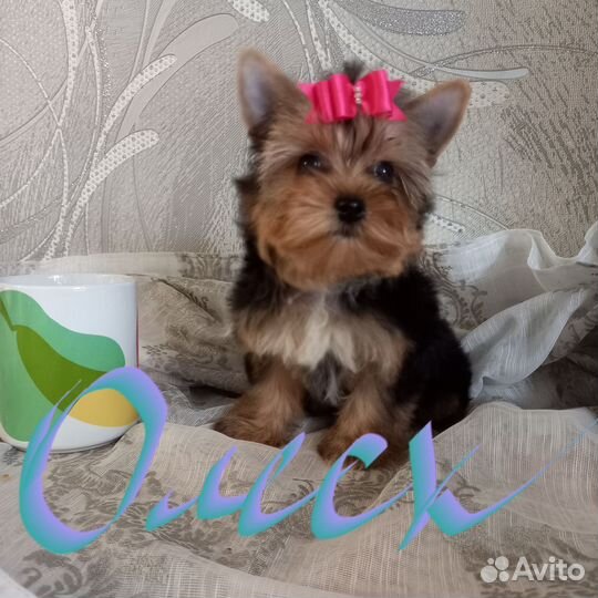Йоркширский терьер мини девочка