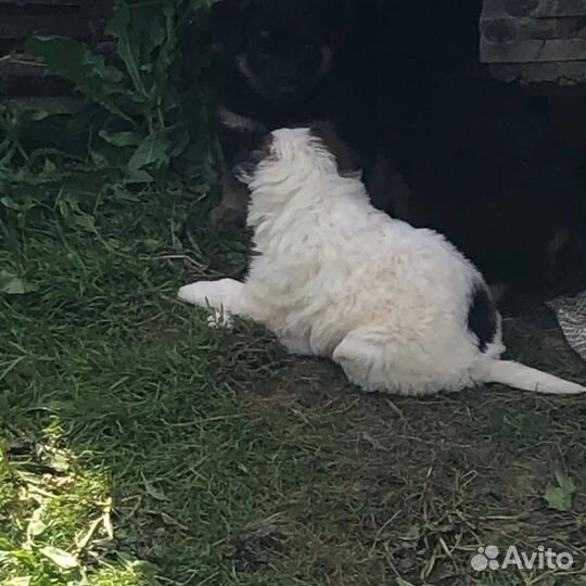 Щенки в хорошие руки