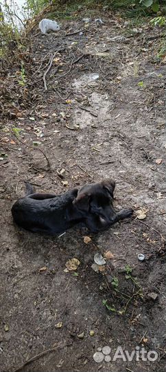 Щенки лабрадора