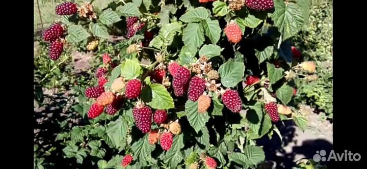 Рассада клубники