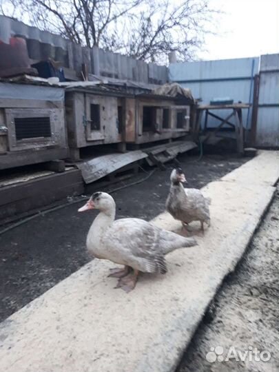 Французкие чистокровные индоутки