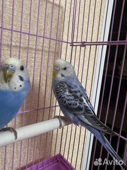 Волнистый попугай ручной