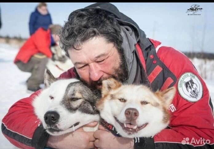 Экскурсия в питомник сибирских хаски 