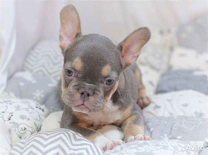 Лиловый иней