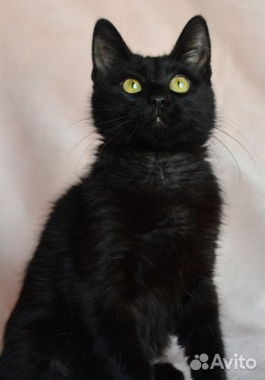 Блэкки ищет дом