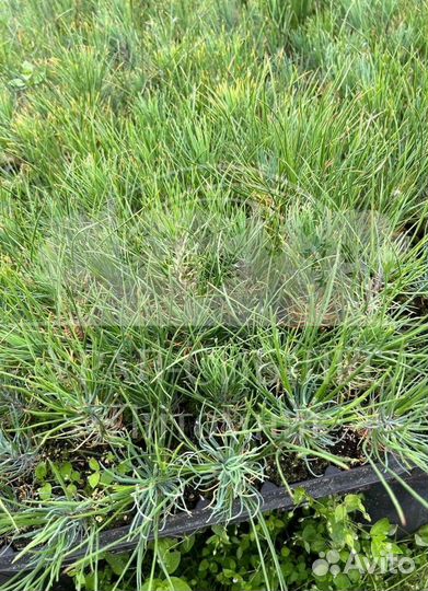 Сеянцы на лесовосстановление Ель Голубая зкс