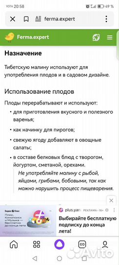 Тибетская малина саженцы