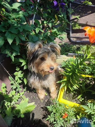 Йоркширский терьер щенок,мальчик