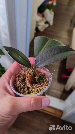 Фикус абиджан