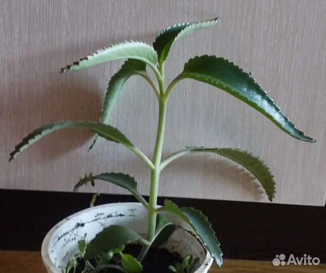 Каланхоэ лечебное