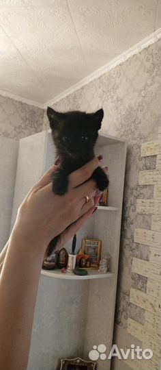 Отдам котят в надёжные руки