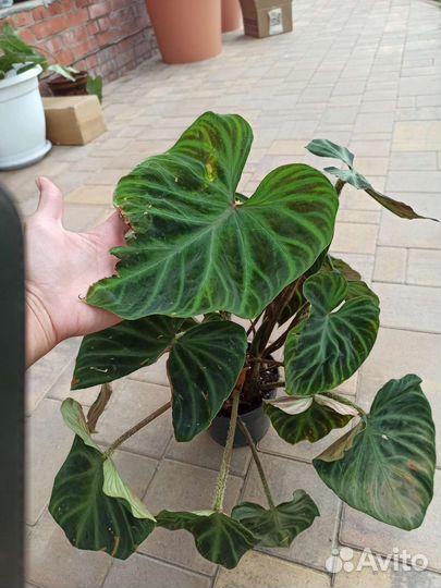 Филодендрон веррукозум