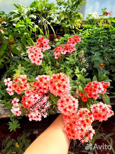 Вербена вегетативная ампельная