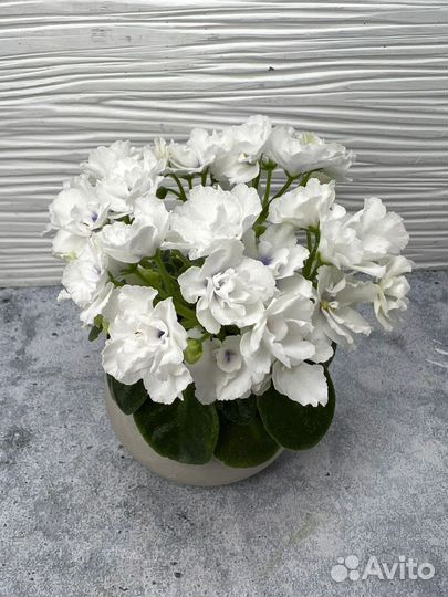 Детки и пасынки стандартных и миниатюрных Фиалок