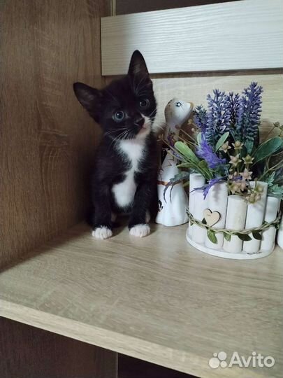 Котята в добрые руки бесплатно