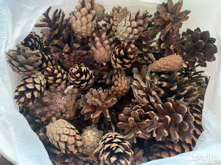 Шишки сосновые пакет