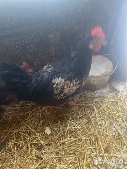 Петухи от курицы доминанта