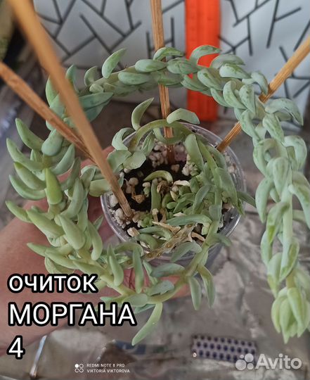 Очитки Моргана, Буритто
