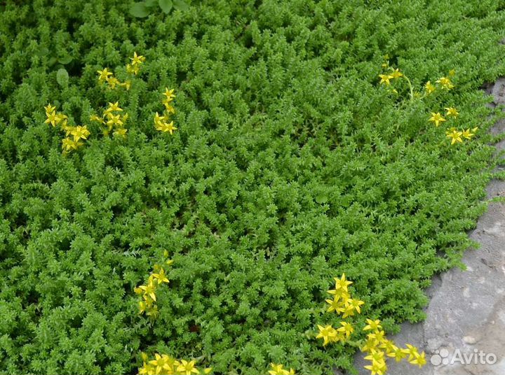 Многолетники для сада