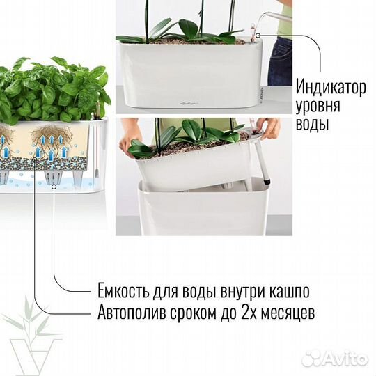 Филодендрон Золотистый в сером кашпо