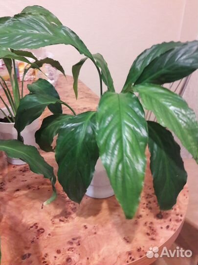 Спатифиллум цветущий - женское счастье