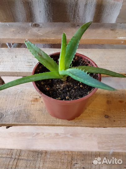 Эхеверия, хавортия Купера, алоэ, традесканция