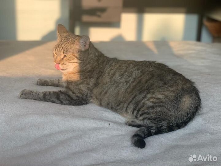 Кошка Дашенька