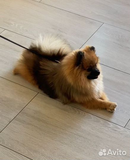 Померанский шпиц вязка кобель