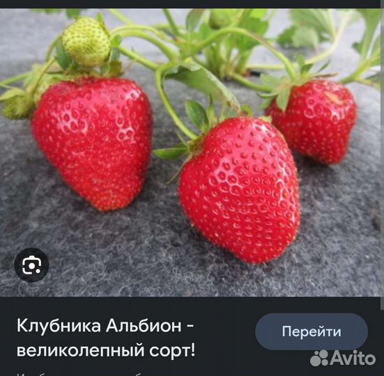 Земляника, клубника