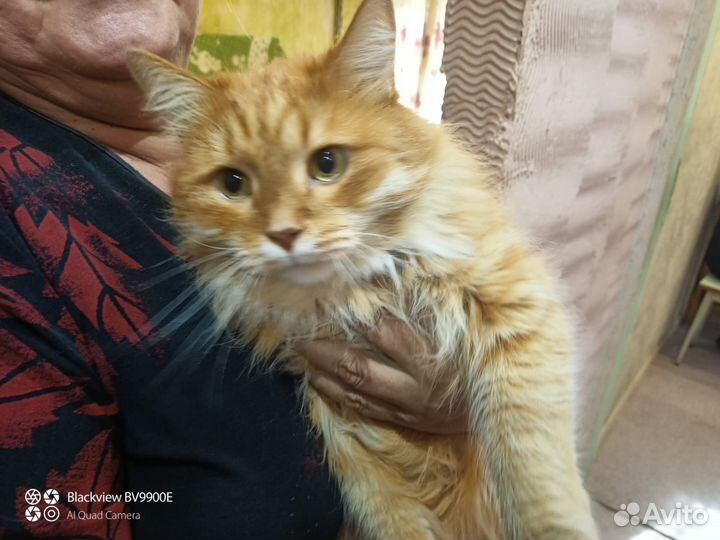 Котик 5 лет в добрые руки