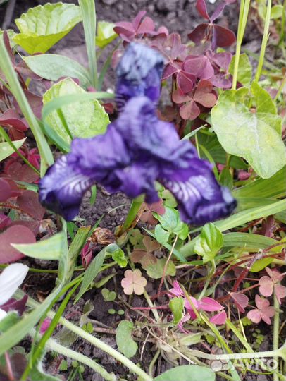 Цикламен европейский, алоэ, бегония тигровая, ирис