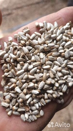 Зерно пшеница ячмень кукуруза семечка сафлор