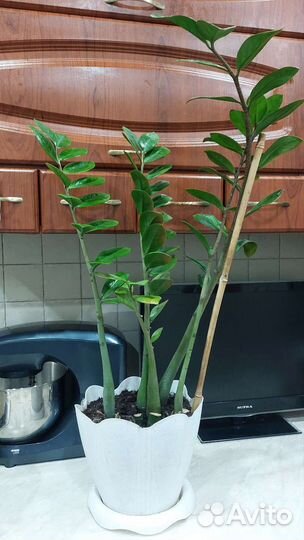 Дендробиум