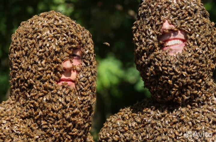 Пчелопакеты Карника, Пчелопакеты, Карника Добрая