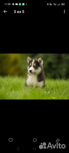 Метис хаски и лайки. В хорошие руки