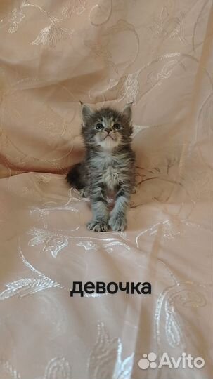 Мейн-кун