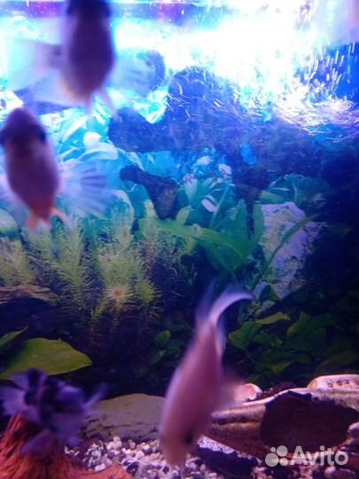 Аквариумные рыбки