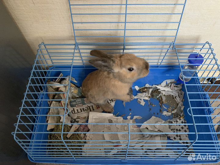 Кролик + клетка