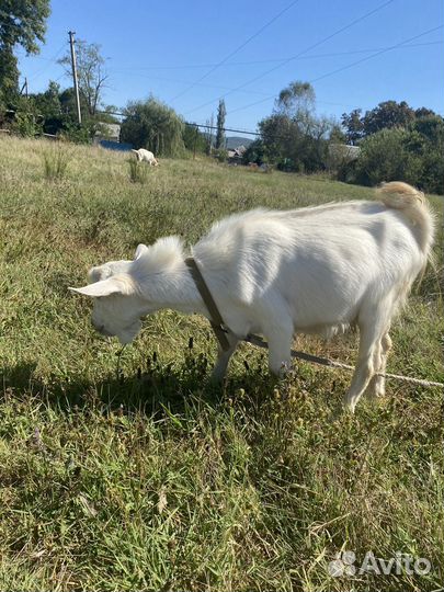 Коза и козлята