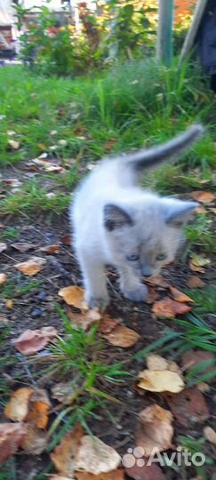 Кошечки в добрые руки