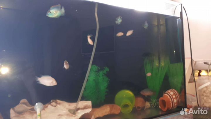 Аквариум 100 литров с рыбой