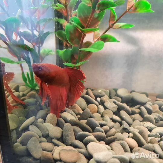 Аквариумные рыбки петушок
