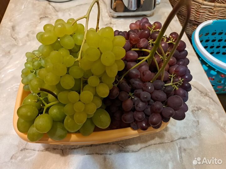 Продам саженцы винограда