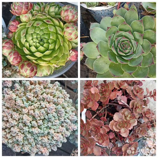 Растения для дома и улицы