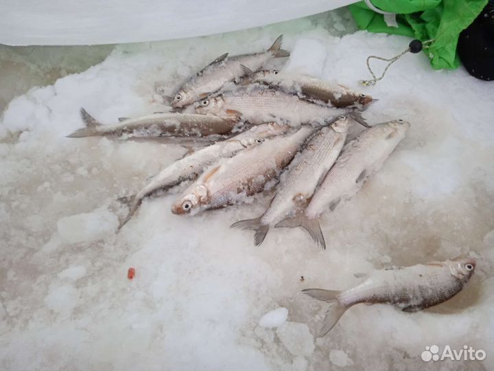 Прикормка для Сига