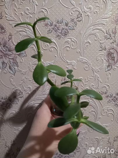 Денежное дерево толстянка