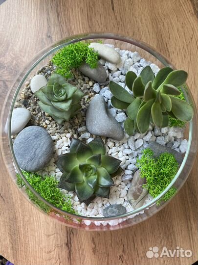 Флорариум в вазе шар с суккулентами
