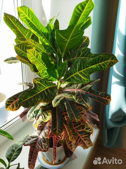 Кротон кодиеум